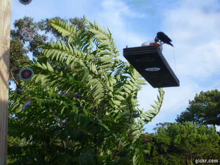Cómo atraer colibríes sin gastar un mango Cómo atraer colibríes sin gastar un mango