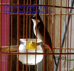 Chuyên Chim Chòe Than Huế ,Vành Khuyên(khoen) Huế