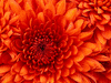 Create myspace graphic with Gickr